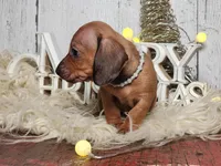 Peggy jean, a female Miniature Dachshund for sale in Silver Lake, IN – Photo 3 of 6