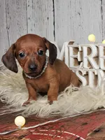 Peggy jean, a female Miniature Dachshund for sale in Silver Lake, IN – Photo 2 of 6
