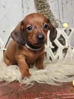 Peggy jean, a female Miniature Dachshund for sale in Silver Lake, IN – Photo 5 of 6