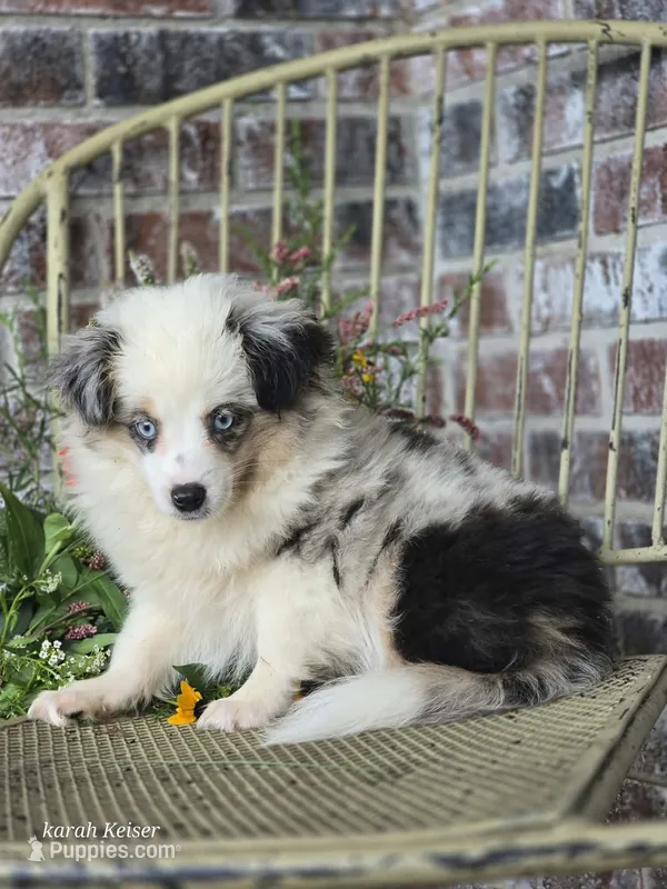 Dusty – Miniature Australian Shepherd puppy for sale in Silver Lake, IN
