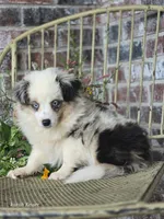 Dusty, a male Miniature Australian Shepherd for sale in Silver Lake, IN – 1 of 6