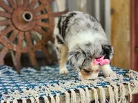 Daisy, a female Miniature Australian Shepherd for sale in Silver Lake, IN – 2 of 10