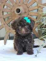 Sugar, a female Poodle - Toy  for sale in Silver Lake, IN – 4 of 4