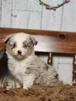 Dalia, a female Australian Cattle Dog and Miniature Australian Shepherd for sale in Silver Lake, IN – Photo 1 of 5