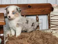 Dalia, a female Australian Cattle Dog and Miniature Australian Shepherd for sale in Silver Lake, IN – Photo 3 of 5