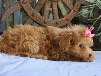 Susie, a female Poodle - Toy  for sale in Silver Lake, IN – 2 of 8