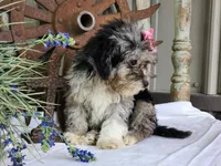 Toffy, a female French Bulldog and Poodle - Toy  for sale in Silver Lake, IN – 6 of 10