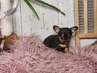 Basil, a male French Bulldog and Chihuahua for sale in Silver Lake, IN – Photo 8 of 9