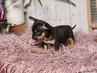 Basil, a male French Bulldog and Chihuahua for sale in Silver Lake, IN – Photo 2 of 9