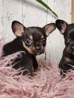 Basil, a male French Bulldog and Chihuahua for sale in Silver Lake, IN – Photo 9 of 9
