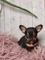 Basil, a male French Bulldog and Chihuahua for sale in Silver Lake, IN – Photo 1 of 9