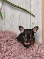Basil, a male French Bulldog and Chihuahua for sale in Silver Lake, IN – Photo 4 of 9