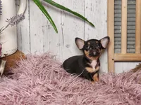 Basil, a male French Bulldog and Chihuahua for sale in Silver Lake, IN – Photo 7 of 9