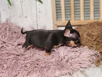 Basil, a male French Bulldog and Chihuahua for sale in Silver Lake, IN – Photo 6 of 9