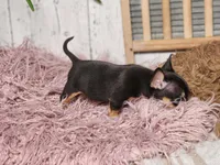 Basil, a male French Bulldog and Chihuahua for sale in Silver Lake, IN – Photo 5 of 9