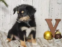 Christoff, a male Australian Shepherd for sale in Silver Lake, IN – Photo 3 of 3
