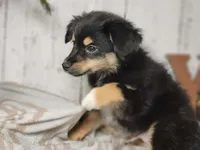 Christoff, a male Australian Shepherd for sale in Silver Lake, IN – Photo 1 of 3