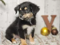 Christoff, a male Australian Shepherd for sale in Silver Lake, IN – Photo 2 of 3
