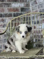 Dusty, a male Miniature Australian Shepherd for sale in Silver Lake, IN – 2 of 6