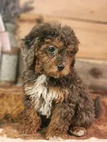 Forrest Frank, a male Poodle - Toy  and Miniature Goldendoodle for sale in Silver Lake, IN – 2 of 7