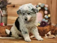 Dusty, a female Australian Cattle Dog and Miniature Australian Shepherd for sale in Silver Lake, IN – Photo 3 of 5