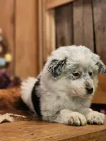 Dusty, a female Australian Cattle Dog and Miniature Australian Shepherd for sale in Silver Lake, IN – Photo 4 of 5