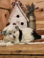 Dusty, a female Australian Cattle Dog and Miniature Australian Shepherd for sale in Silver Lake, IN – Photo 5 of 5