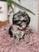 Baxter, a male Miniature Goldendoodle for sale in Silver Lake, IN – Photo 7 of 10