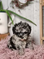 Baxter, a male Miniature Goldendoodle for sale in Silver Lake, IN – Photo 1 of 10