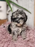 Baxter, a male Miniature Goldendoodle for sale in Silver Lake, IN – Photo 8 of 10