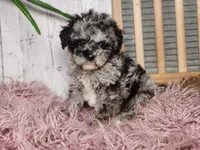 Baxter, a male Miniature Goldendoodle for sale in Silver Lake, IN – Photo 2 of 10