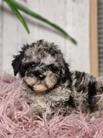 Baxter, a male Miniature Goldendoodle for sale in Silver Lake, IN – Photo 5 of 10