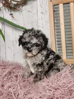 Baxter, a male Miniature Goldendoodle for sale in Silver Lake, IN – Photo 3 of 10