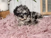 Baxter, a male Miniature Goldendoodle for sale in Silver Lake, IN – Photo 9 of 10