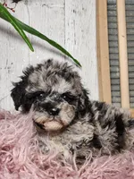 Baxter, a male Miniature Goldendoodle for sale in Silver Lake, IN – Photo 10 of 10