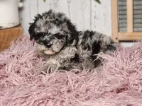 Baxter, a male Miniature Goldendoodle for sale in Silver Lake, IN – Photo 4 of 10