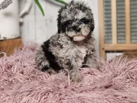 Baxter, a male Miniature Goldendoodle for sale in Silver Lake, IN – Photo 6 of 10