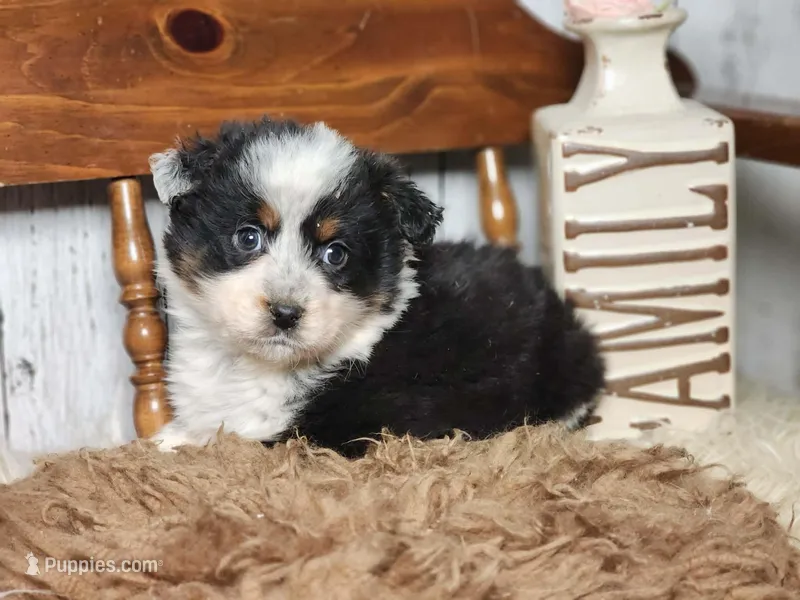 Dean, a female Australian Cattle Dog and Miniature Australian Shepherd for sale in Silver Lake, IN – Photo 1 of 3