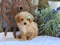Sandy, a female Poodle - Toy  for sale in Silver Lake, IN – 2 of 6