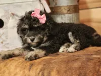 Dahlia, a female Miniature Aussiedoodle for sale in Silver Lake, IN – Photo 2 of 2