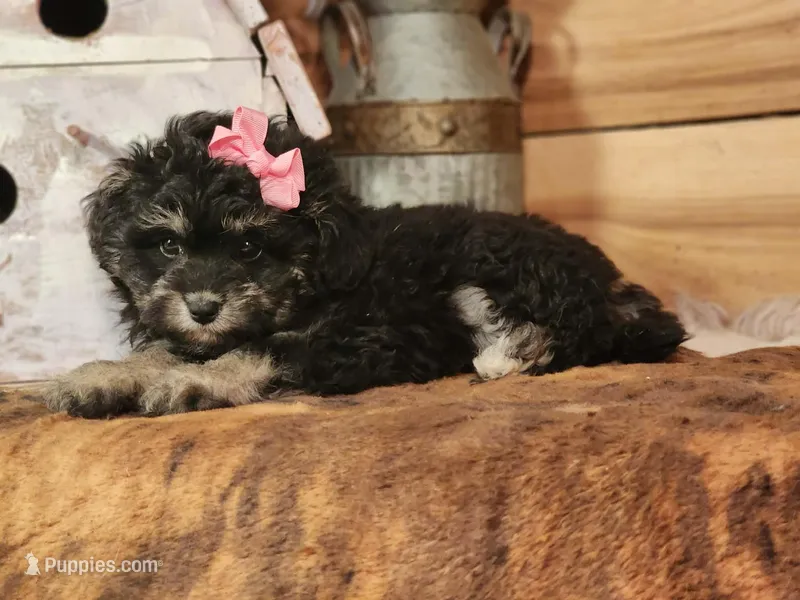 Dahlia – Miniature Aussiedoodle puppy for sale in Silver Lake, IN