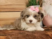Dixie, a female Miniature Aussiedoodle for sale in Silver Lake, IN – Photo 1 of 6