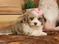 Dixie, a female Miniature Aussiedoodle for sale in Silver Lake, IN – Photo 3 of 6