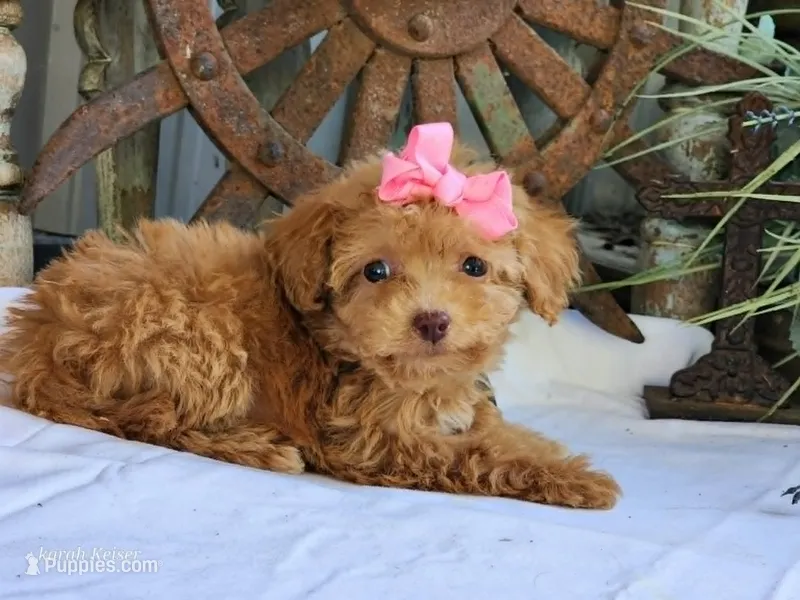 Susie – Poodle - Toy  puppy for sale in Silver Lake, IN