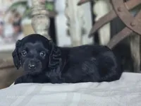 Wilma , a female Miniature Dachshund for sale in Silver Lake, IN – 3 of 4