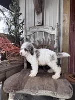 Eli , a male Miniature Goldendoodle for sale in Silver Lake, IN – 9 of 9