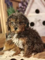 Forrest Frank, a male Poodle - Toy  and Miniature Goldendoodle for sale in Silver Lake, IN – 7 of 7