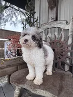 Eli , a male Miniature Goldendoodle for sale in Silver Lake, IN – 5 of 9