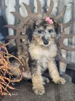 Felicity , a female Miniature Bernedoodle for sale in Silver Lake, IN – 1 of 10
