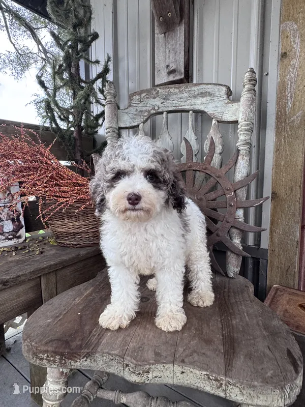 Eli  – Miniature Goldendoodle puppy for sale in Silver Lake, IN